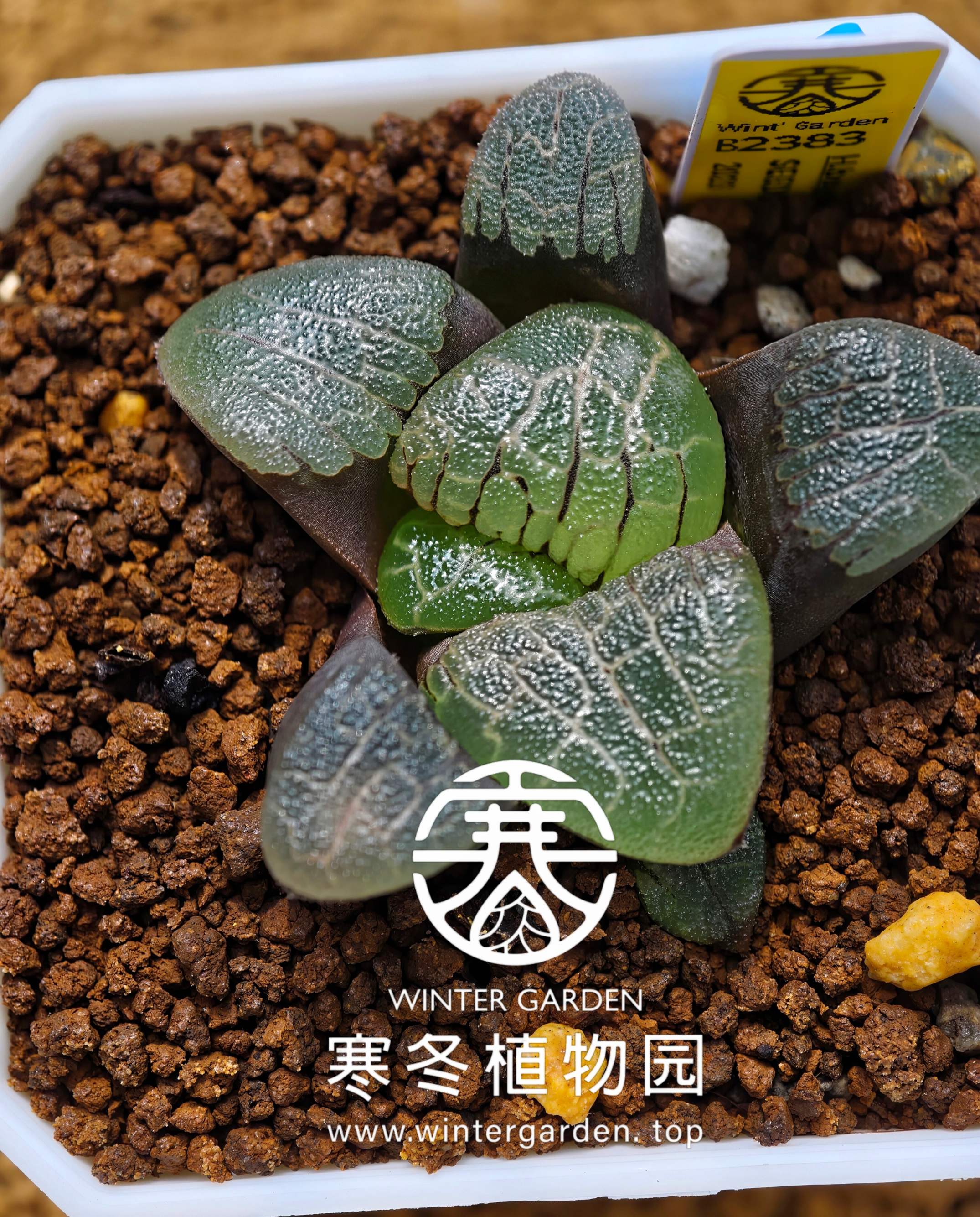 寒冬植物园2023年实生克即将发售