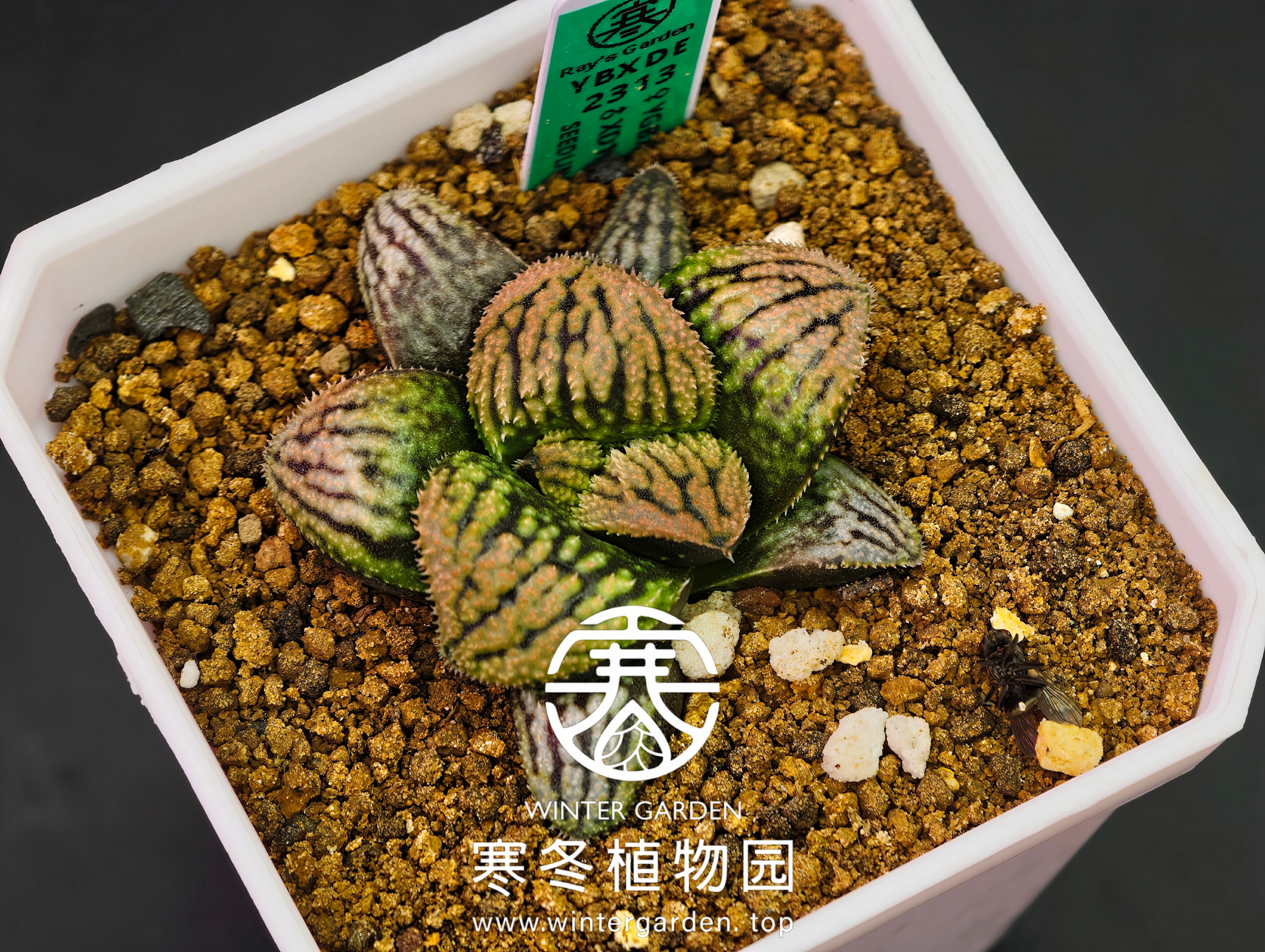 WG寒冬植物园|高代融合实生寿