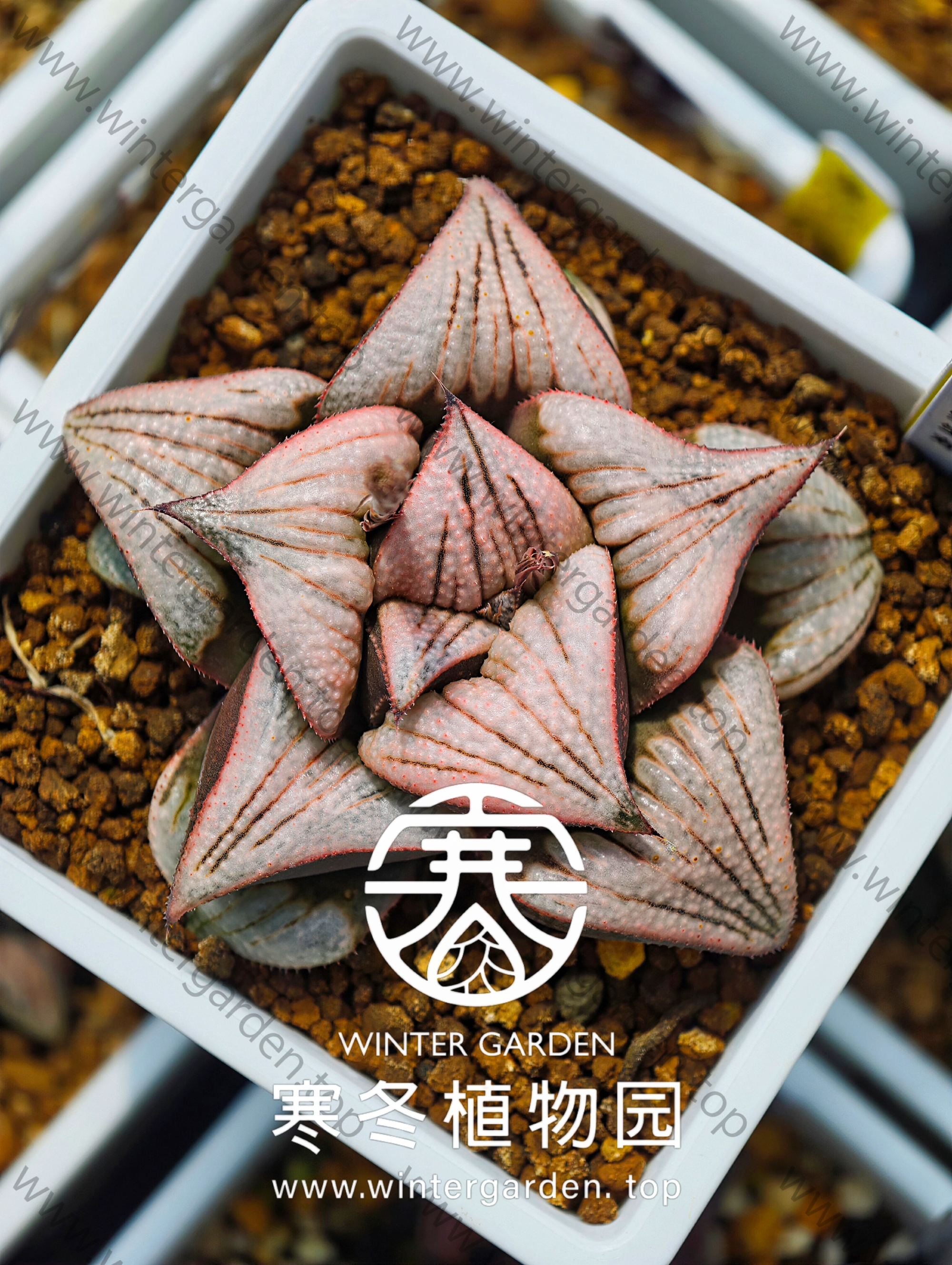 WG-八千梦