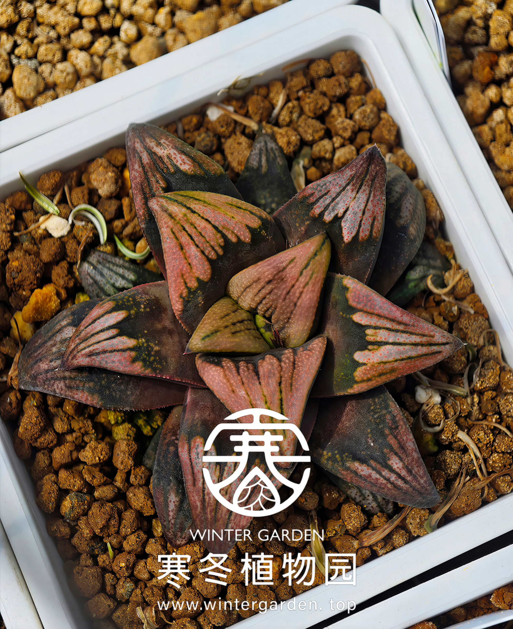 WG-秋草