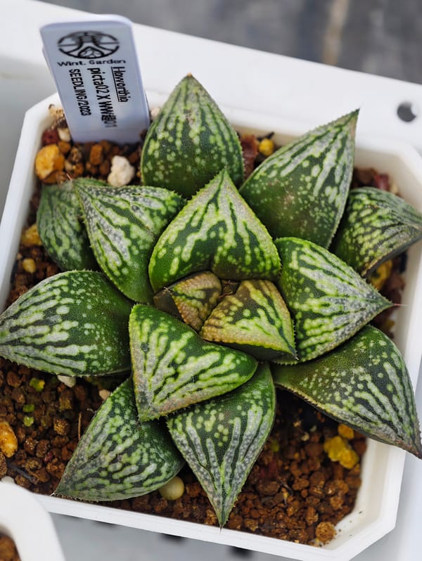 寒冬植物园|高代融合实生寿