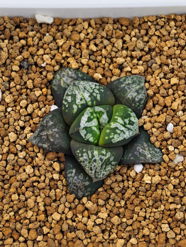 寒冬植物园|高代融合实生寿