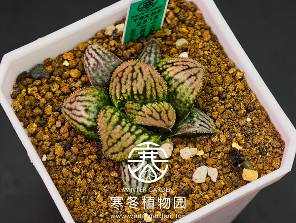 WG寒冬植物园|高代融合实生寿