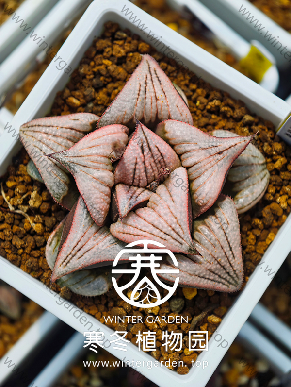 WG-八千梦