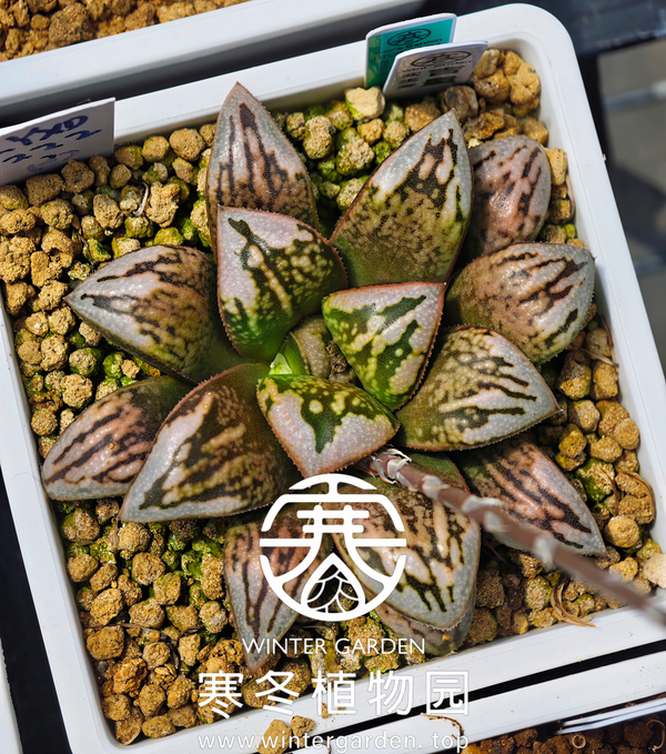 WG-吉量