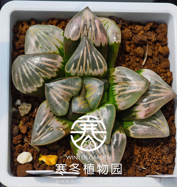 WG-玉带