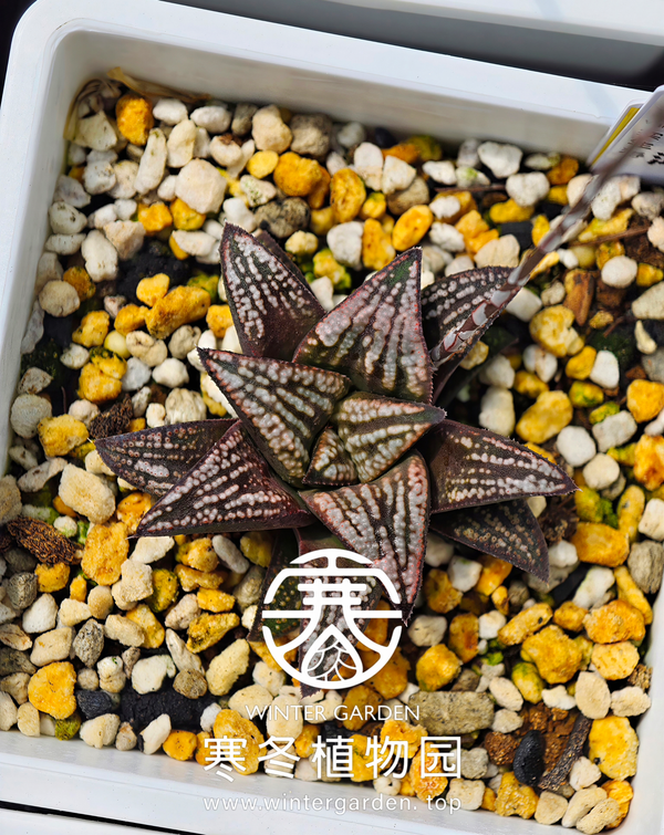 WG-飞鸿