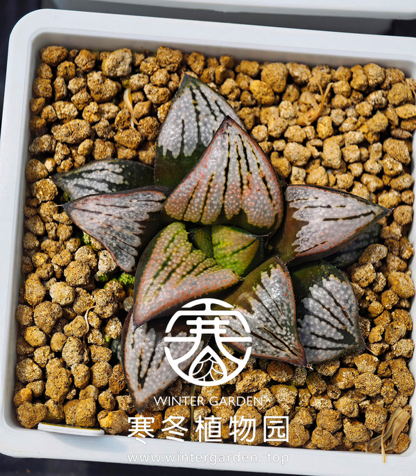 WG-蟹221